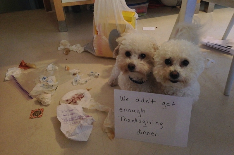 Thanksgiving is for the Dogs | Imgur.com/PtKqxMr
