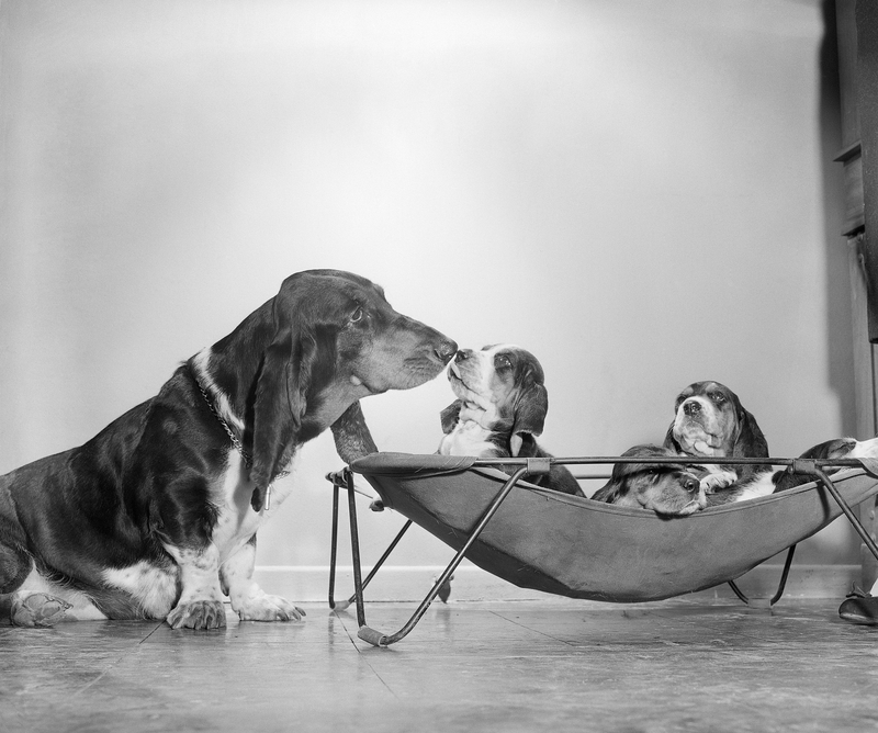 Hounding for Kisses | Getty Images Photo by Bettmann