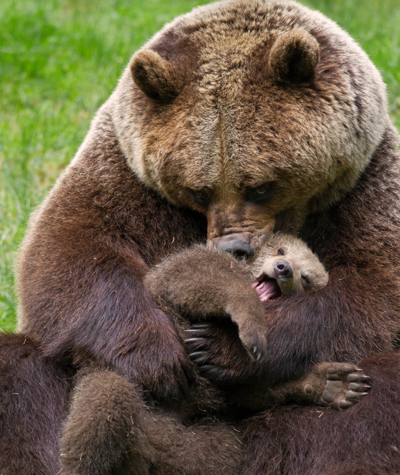 So Cute I Could Crush You | Alamy Stock Photo by Arndt Sven-Erik/Arterra Picture Library