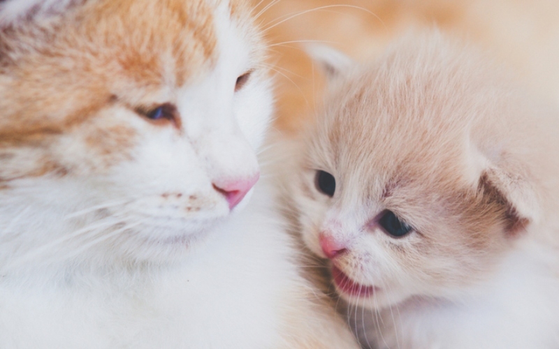 Meow! | newsony/Shutterstock