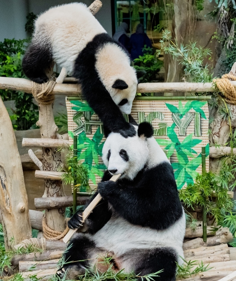 Mom, Whatcha Doin’? | Getty Images Photo by Zhu Wei