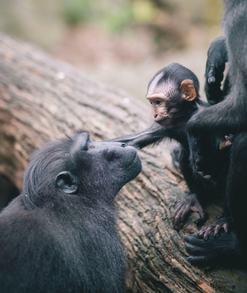 Monkey Love | Alamy Stock Photo by Wirestock, Inc.