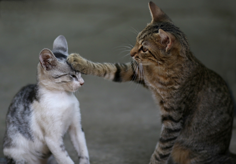 A Cat Pat | mohammed amine mous/Shutterstock