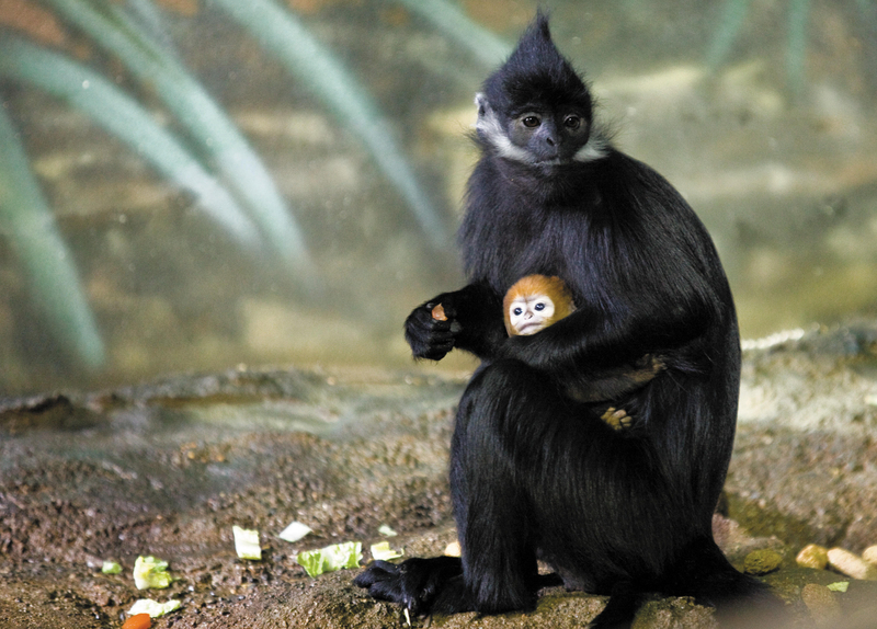 Whose Baby Is This? | Alamy Stock Photo by UPI/John Kortas/Lincoln Park Zoo