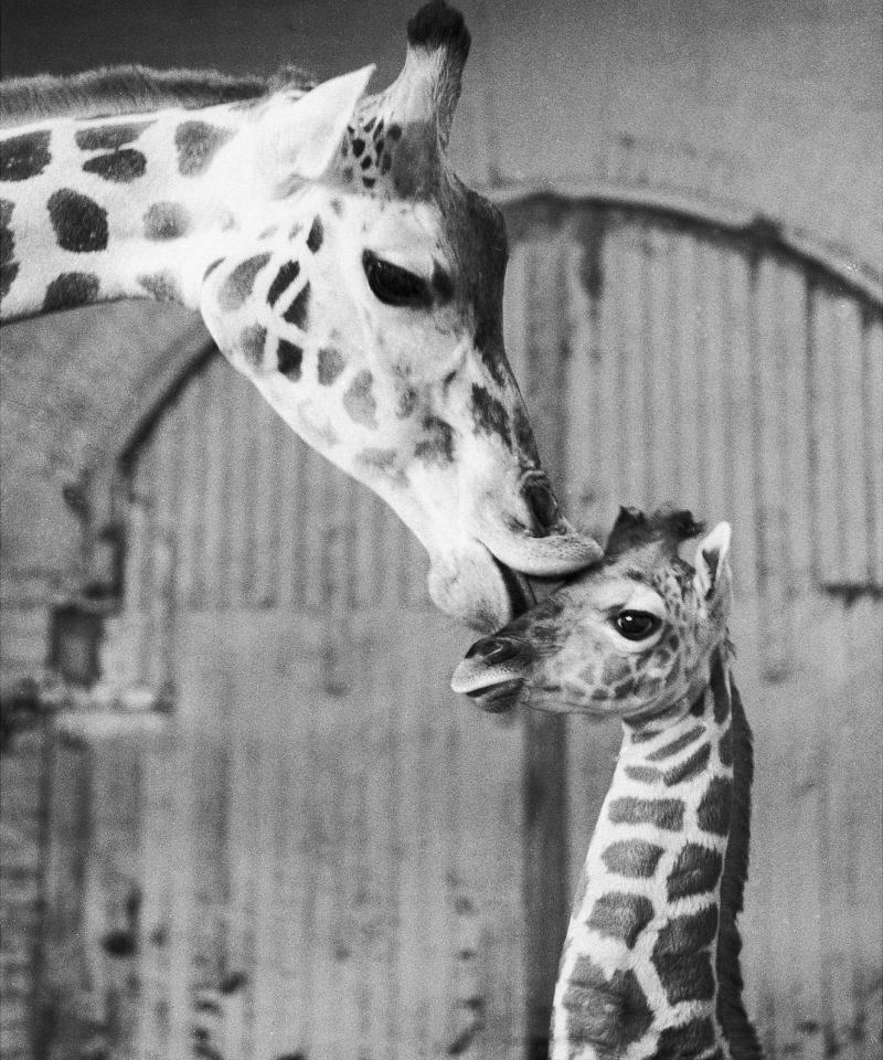 That's One Tall Baby | Getty Images Photo by Tom Cunningham/NY Daily News Archive