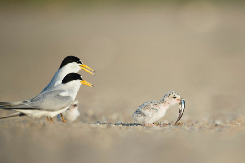 Proud Parents | Alamy Stock Photo by Raymond Hennessy