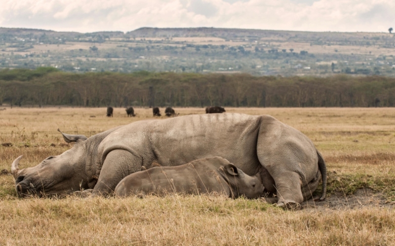 Mama Rhino Multitasking | Alamy Stock Photo by Chris Minihane