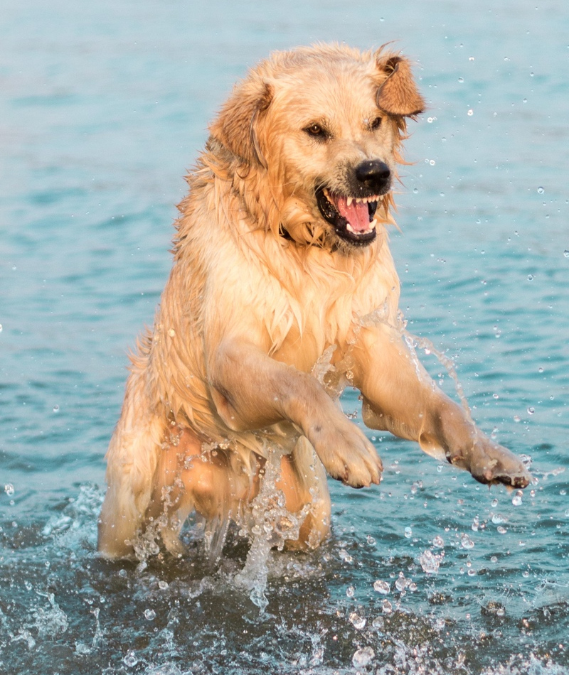 When Dogs Attack | Shutterstock Photo by Zivica Kerkez