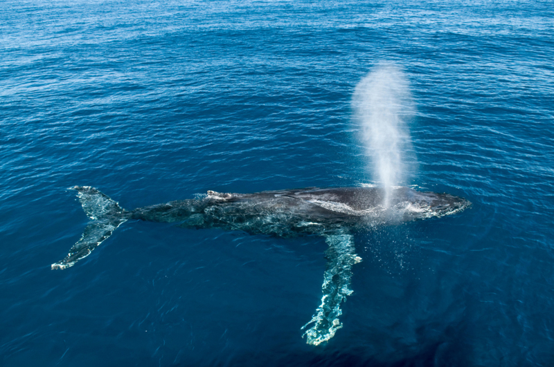 Beautiful Whale Spouting | Alamy Stock Photo by Mark Carwardine/Nature Picture Library 