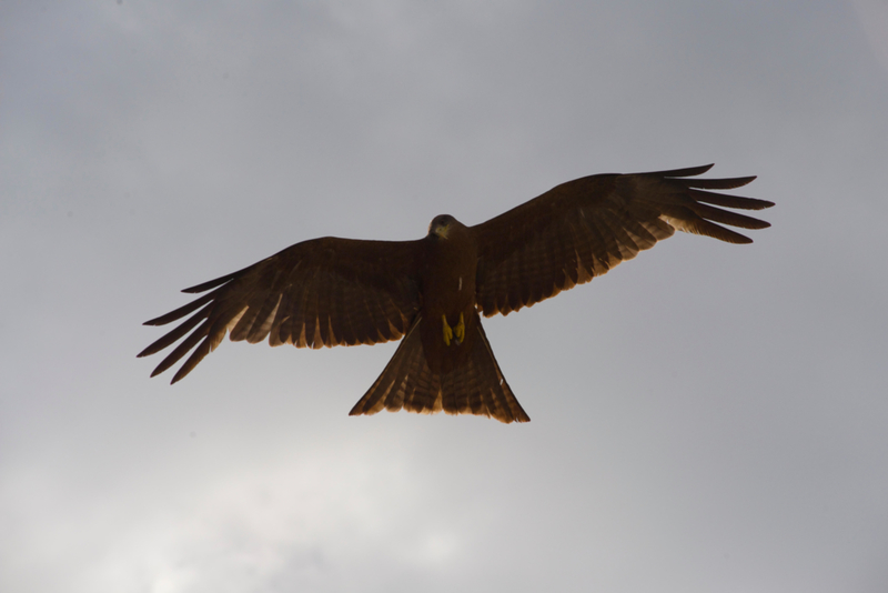 Bird of Prey | Alamy Stock Photo by J Marshall-Tribaleye Images 