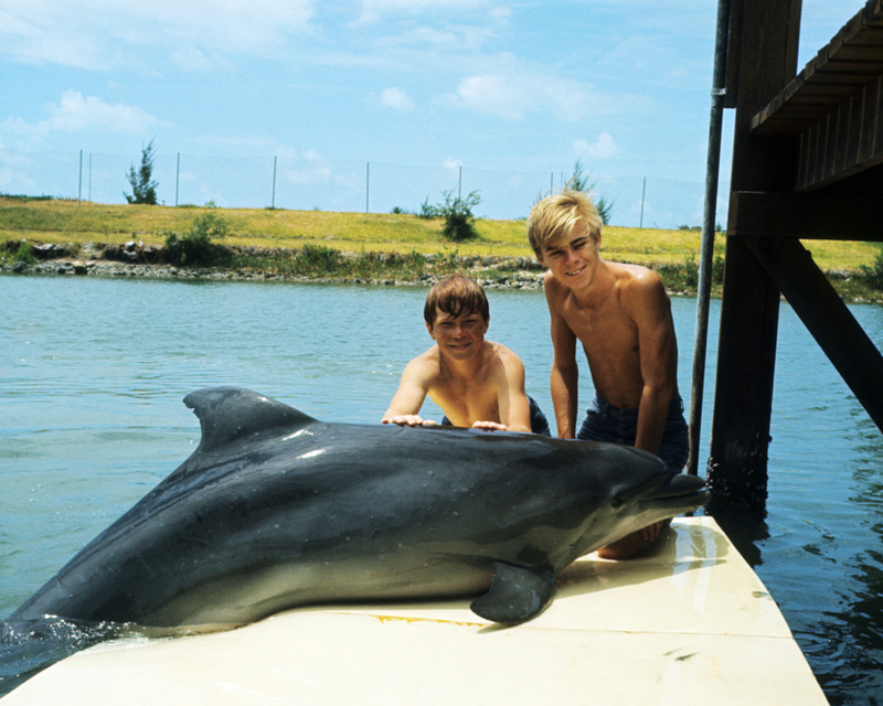 Flipper | Getty Images Photo by Silver Screen Collection