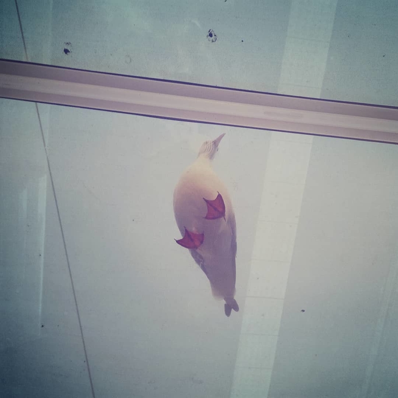 What It Looks Like Underneath a Seagull | Instagram/@dunpealt