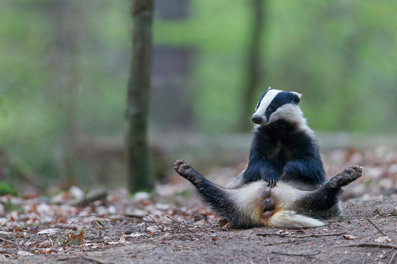 I Just Need a Five-Minute Break | Alamy Stock Photo by Juniors Bildarchiv GmbH/Schulz, H./juniors@wildlife