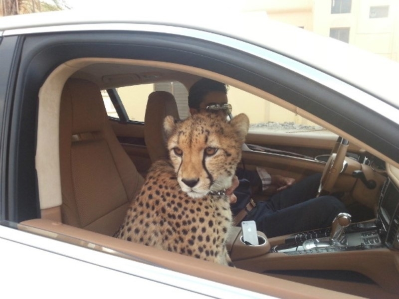 Just Hanging With a Cheetah | Reddit.com/smellyexpat