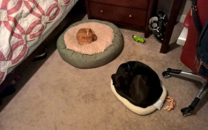 Tail of Two Beds | Imgur.com/paperchazz