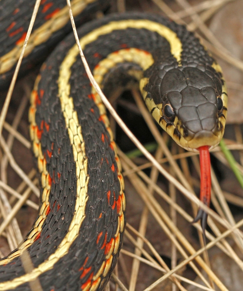 Manitoba is Snake Territory | Shutterstock Photo by Jukka Palm