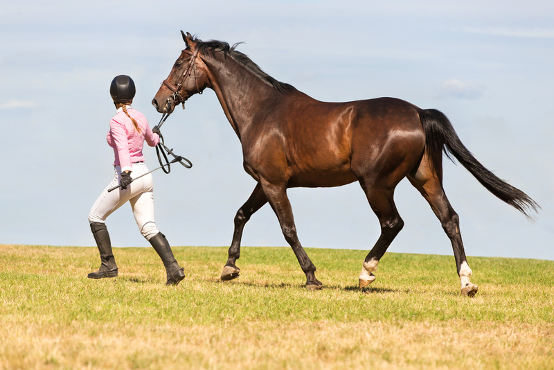 Horse Exerciser | Shutterstock