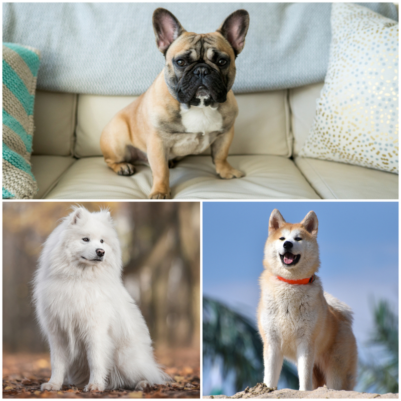 Which Breed of Dog Is Best Suited To You and Your Home? | Shutterstock
