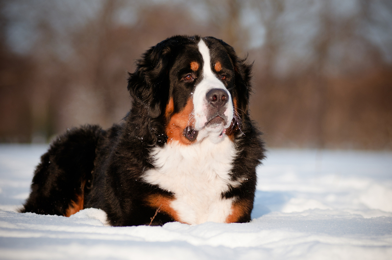 Bernese Mountain Dog | Shutterstock