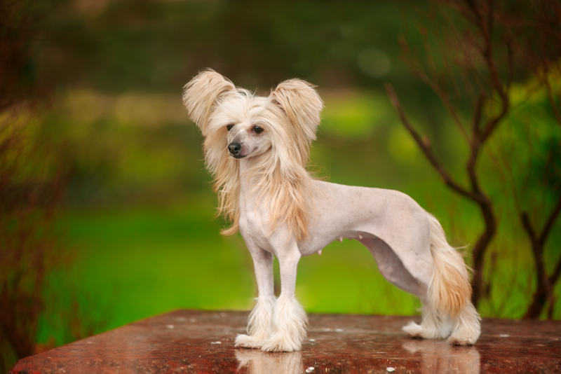 Chinese Crested Dog | Shutterstock