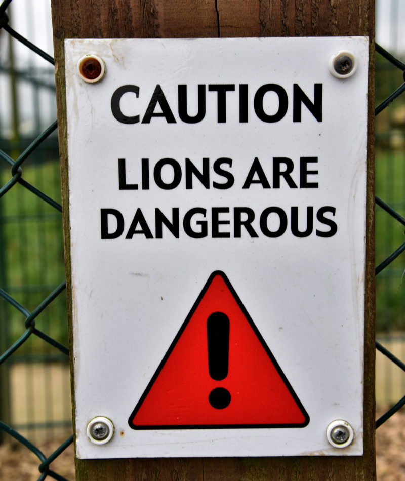 We Ain't Lion | Alamy Stock Photo by Peter Bolter