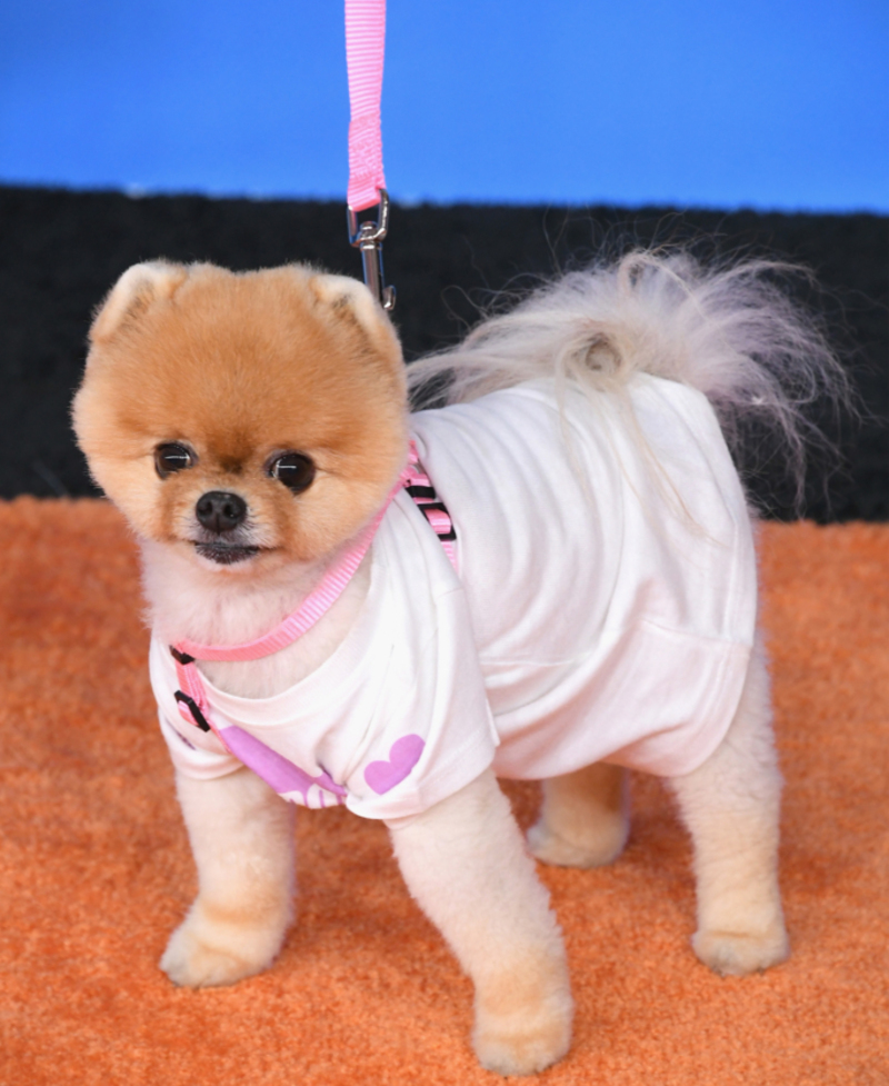The Fluffiest: Jiffpom — $21,000 Per Post | Getty Images Photo by Steve Granitz/WireImage