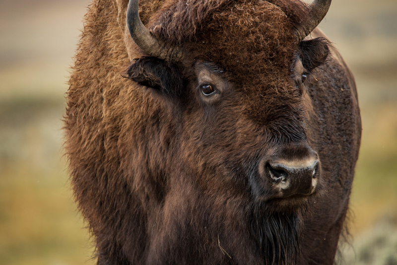 The Other Bison | Shutterstock
