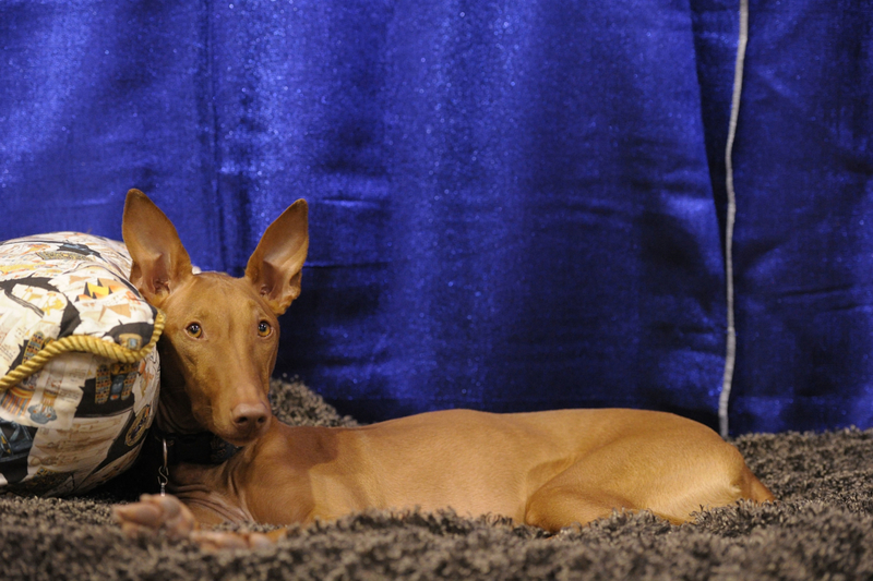 Pharaoh Hound | Getty Images Photo by Michael Loccisano