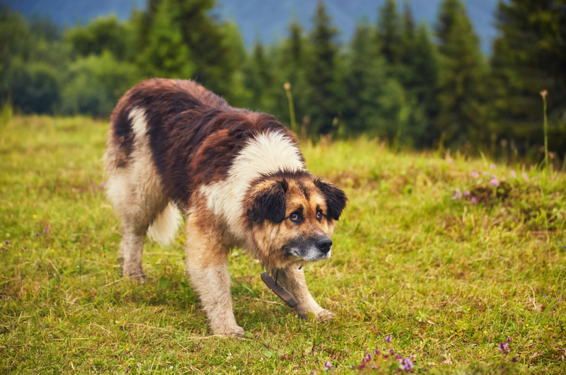 Romanian Mioritic Shepherd Dog | Ryzhkov Oleksandr/Shutterstock 