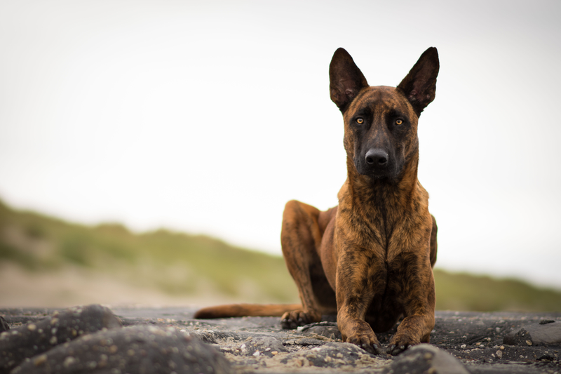 Dutch Sheperd Dog | Three Dogs photography/Shutterstock
