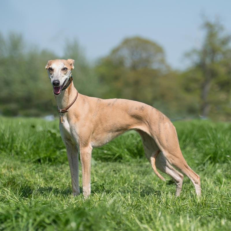 Whippet | Alamy Stock Photo by Farlap