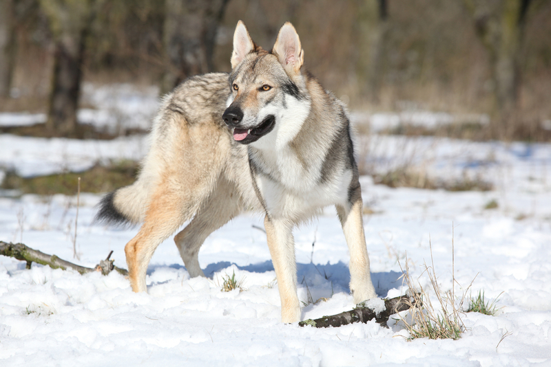 Wolfdog | Zuzule/Shutterstock 