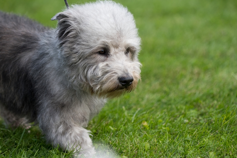 Glen of Imaal Terrier | KRNaturalPhoto/Shutterstock