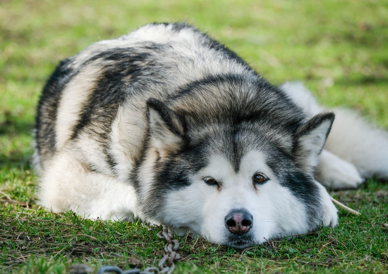 Alaskan Malamute | Getty Images Photo by Ian Forsyth