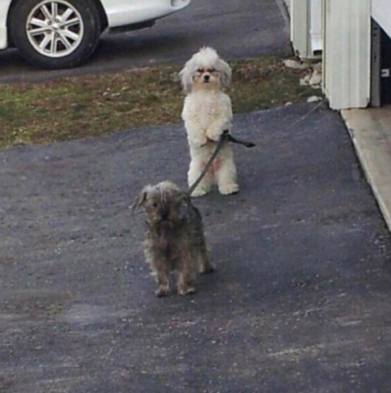 Taking His Pal Out For A Walk | Reddit.com/Piddypong