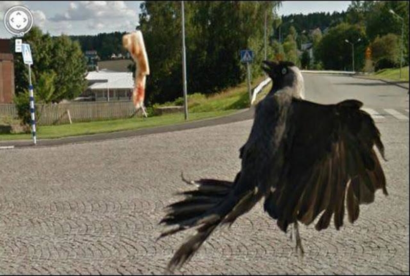 File This One Under Bird Mishaps | Reddit.com/Aroonroon via Google Street View