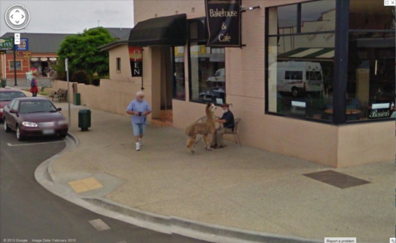 Going For Coffee With Your Alpaca Friend | Imgur.com/RWNnMEO via Google Street View