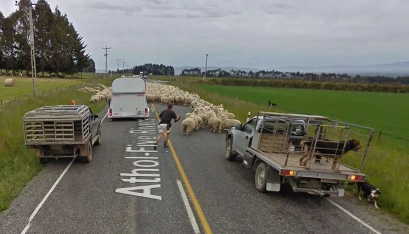 Sheep Riot | Reddit.com/General_Beefington via Google Street View