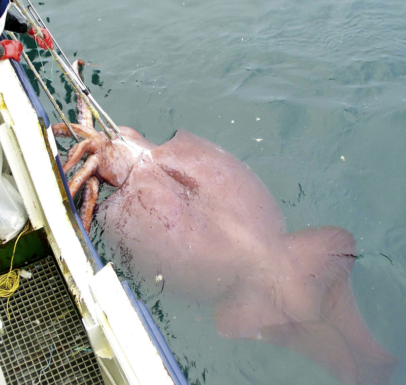 A Rare Giant Squid | Getty Images Photo by Ministry of Fisheries