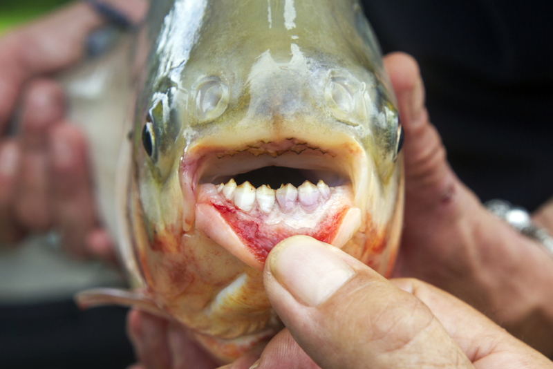 Human Teeth on a Fish? That’s Just Weird | Getty Images Photo by jean-claude soboul