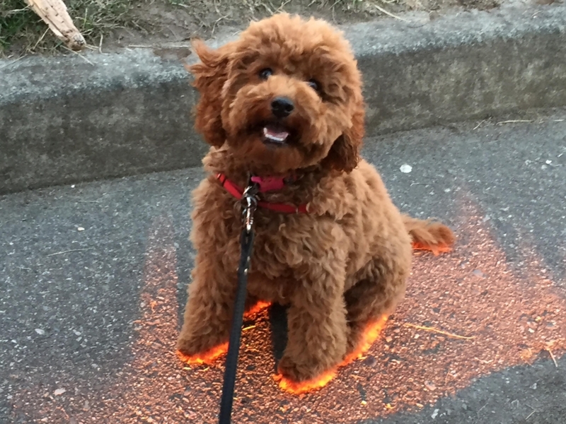 This Dog is On Fire | Imgur.com/Itsmeerl