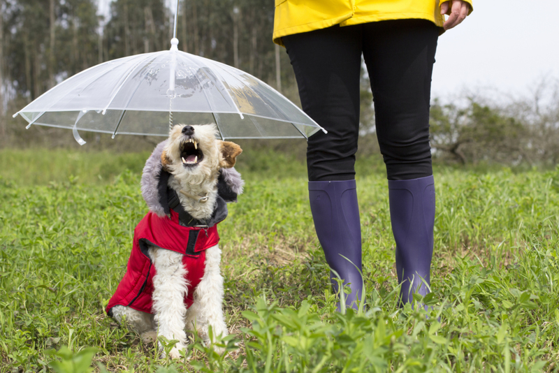 Protect Your Dog from Rain | Getty Images Photo by paula sierra