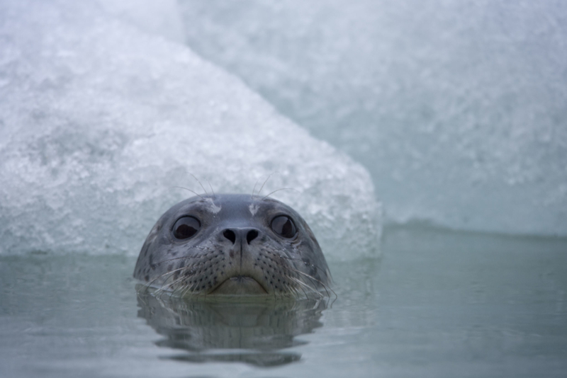 Dozens of Seals | Getty Images Photo by Paul Souders