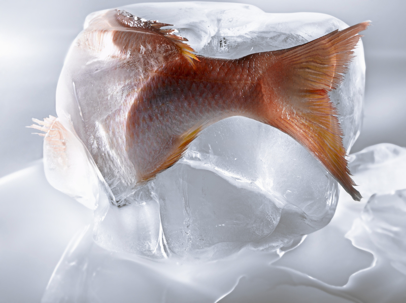 Frozen Fish | Getty Images Photo by Studio