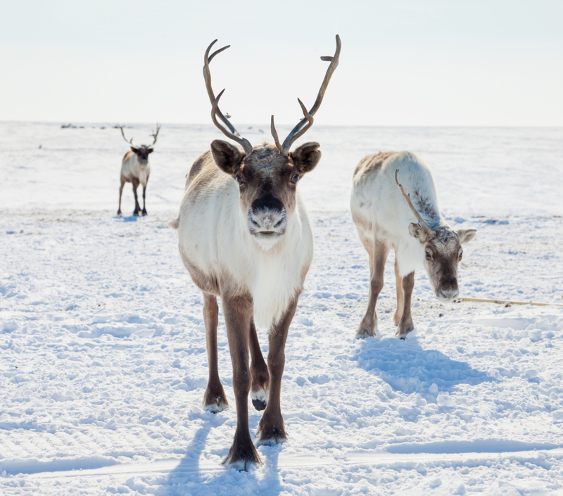 More Caribou Poo | Shutterstock