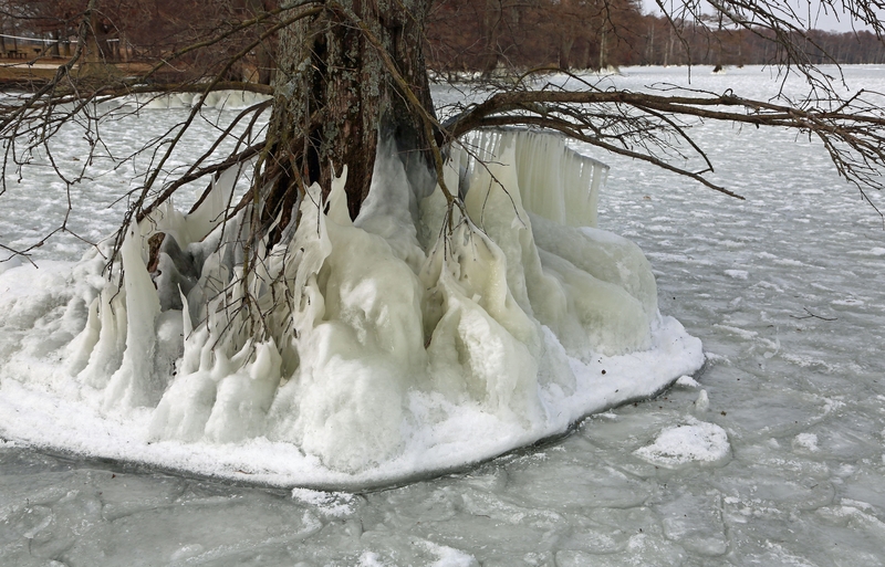 Frozen Cypress Tree | Alamy Stock Photo by malgorzata litkowska