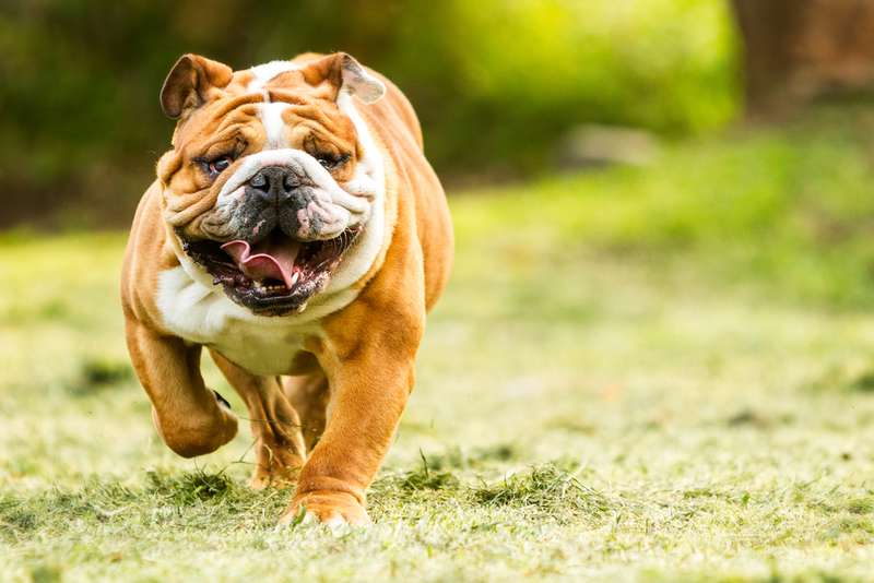 English Bulldog: $6,800 | Ammit Jack/Shutterstock