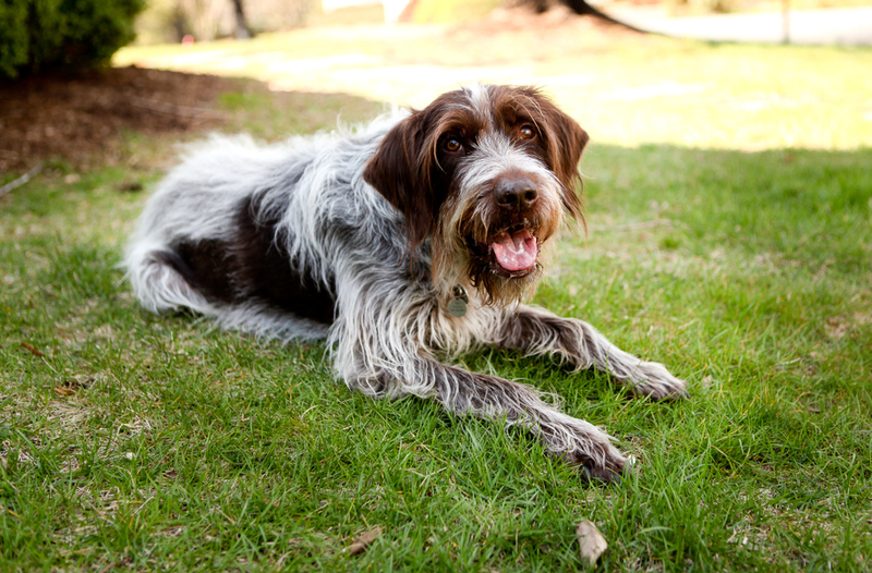 Wirehaired Pointing Griffon: $2,000 | Brook Robinson/Shutterstock