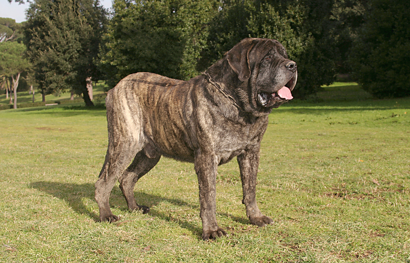 Mastiff: $3,500 | Ricantimages/Shutterstock
