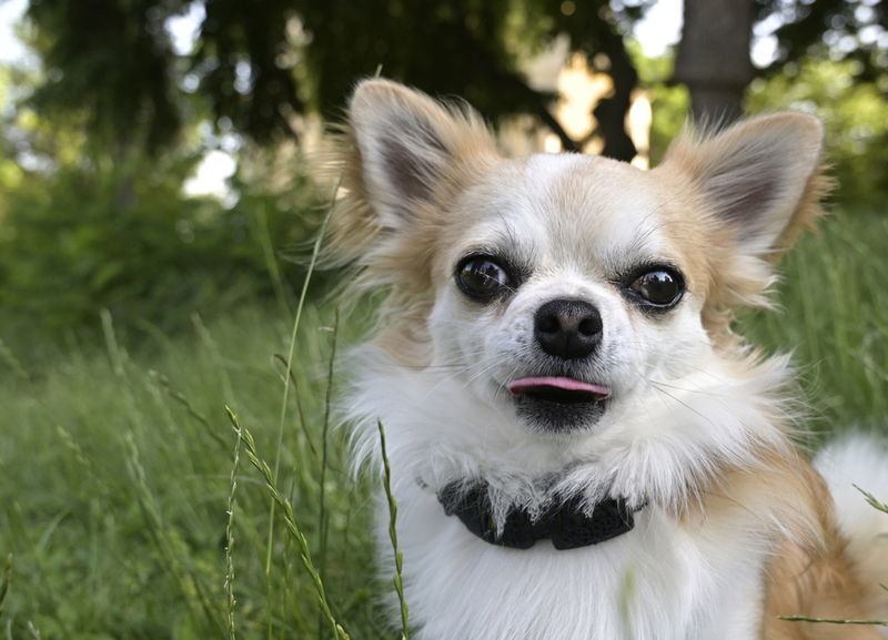 Chihuahua: $3,500 | ETgohome/Shutterstock